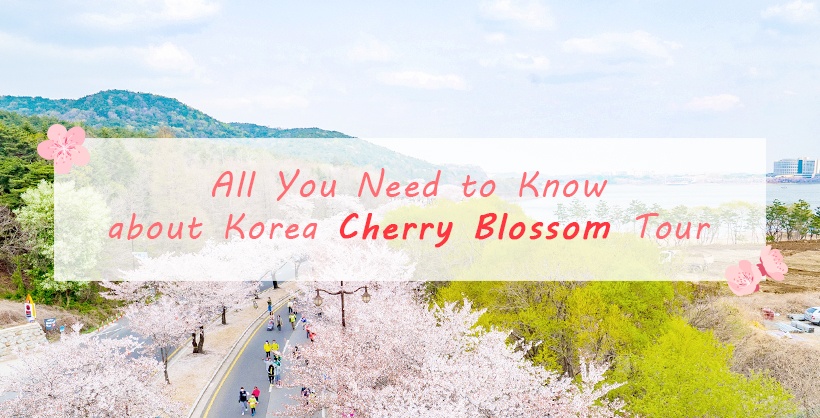 All You Need to Know about Korea Cherry Blossom Tour - Etourism