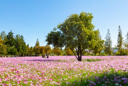 Suncheonman National Garden