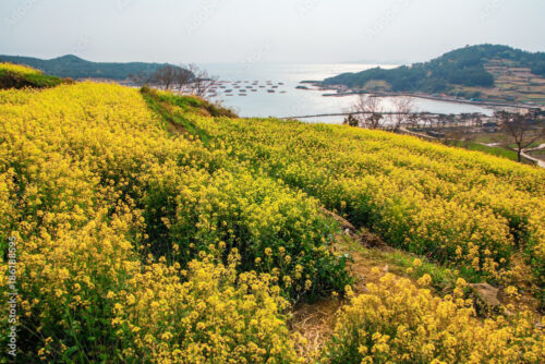 Cheongsando Island